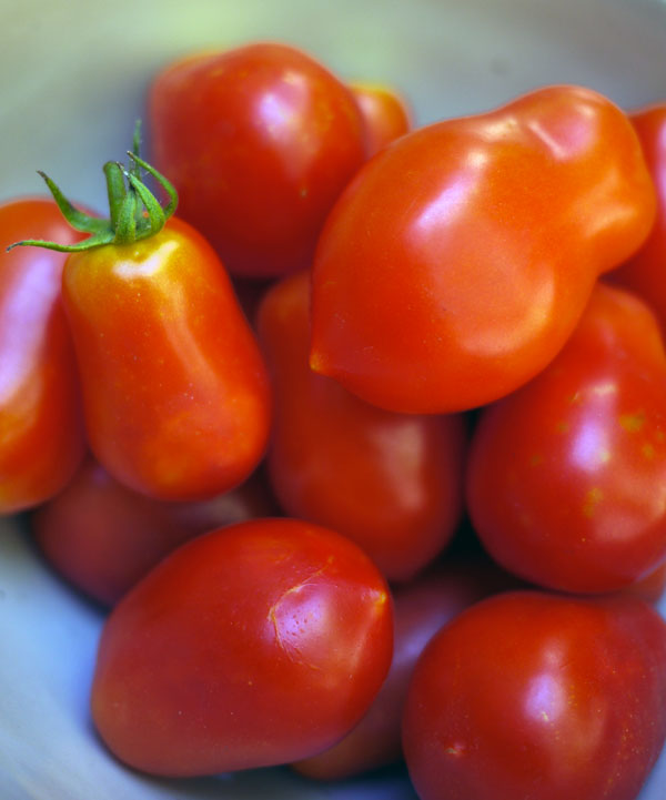 tomate-pendelotte